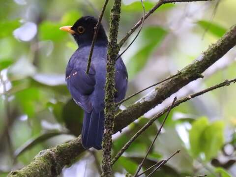 Plancia ëd Turdus flavipes Vieillot 1818