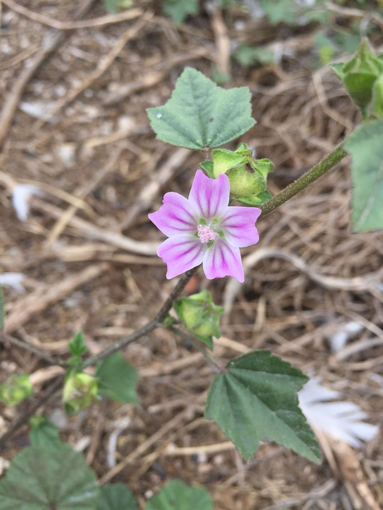 Image of Cornish mallow