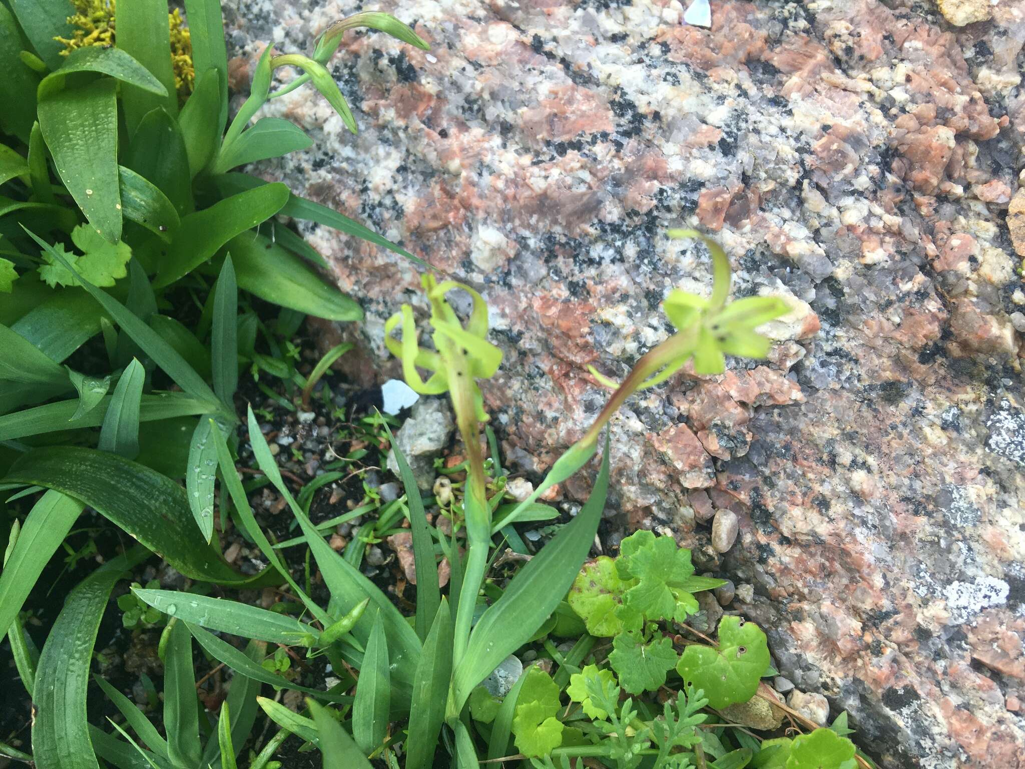 Image of Freesia viridis subsp. viridis