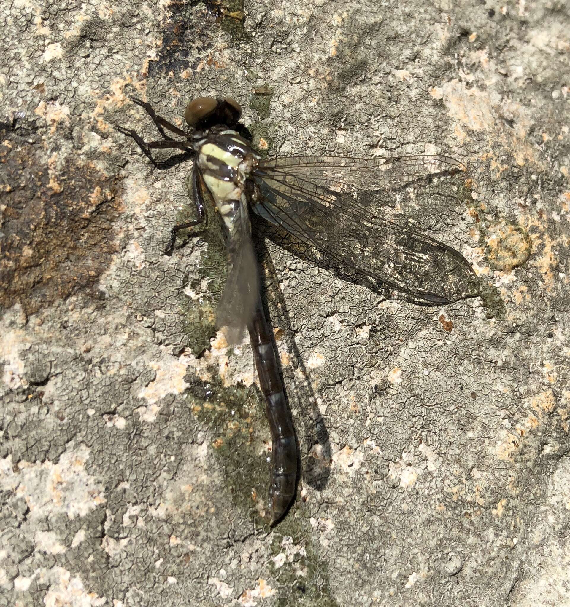 Image of Stylogomphus chunliuae Chao 1954