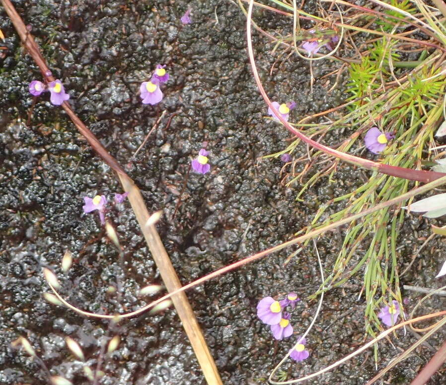 Image of Utricularia welwitschii Oliv.