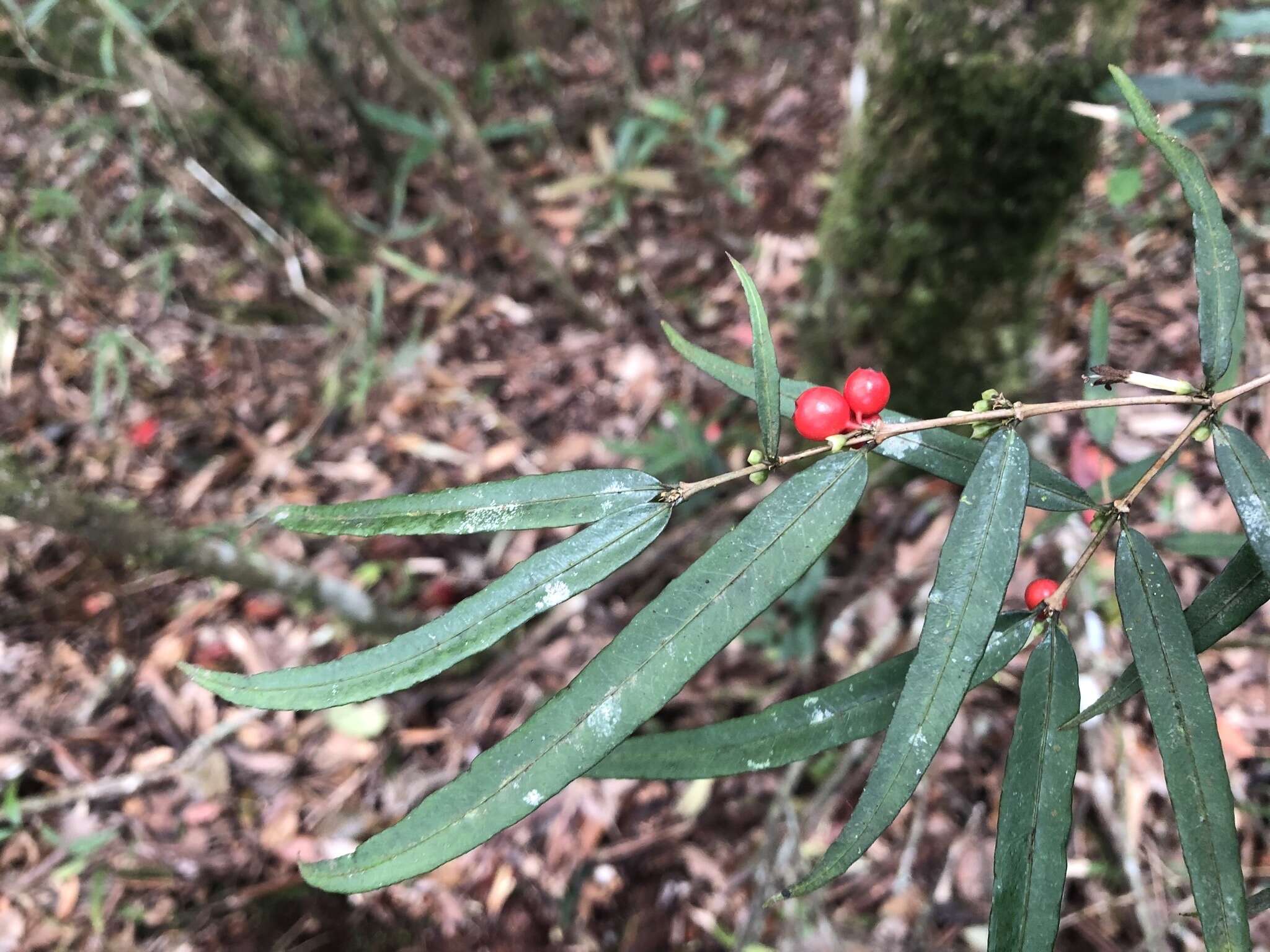 Image of Damnacanthus angustifolius Hayata