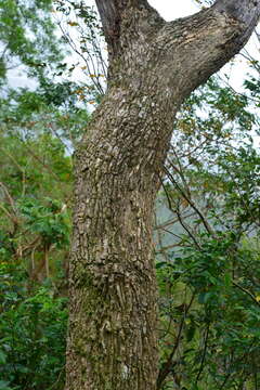 Image of Zanthoxylum dimorphophyllum Hemsl.