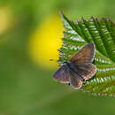 Image of <i>Aricia artaxerxes salmacis</i> (Stephens 1831)