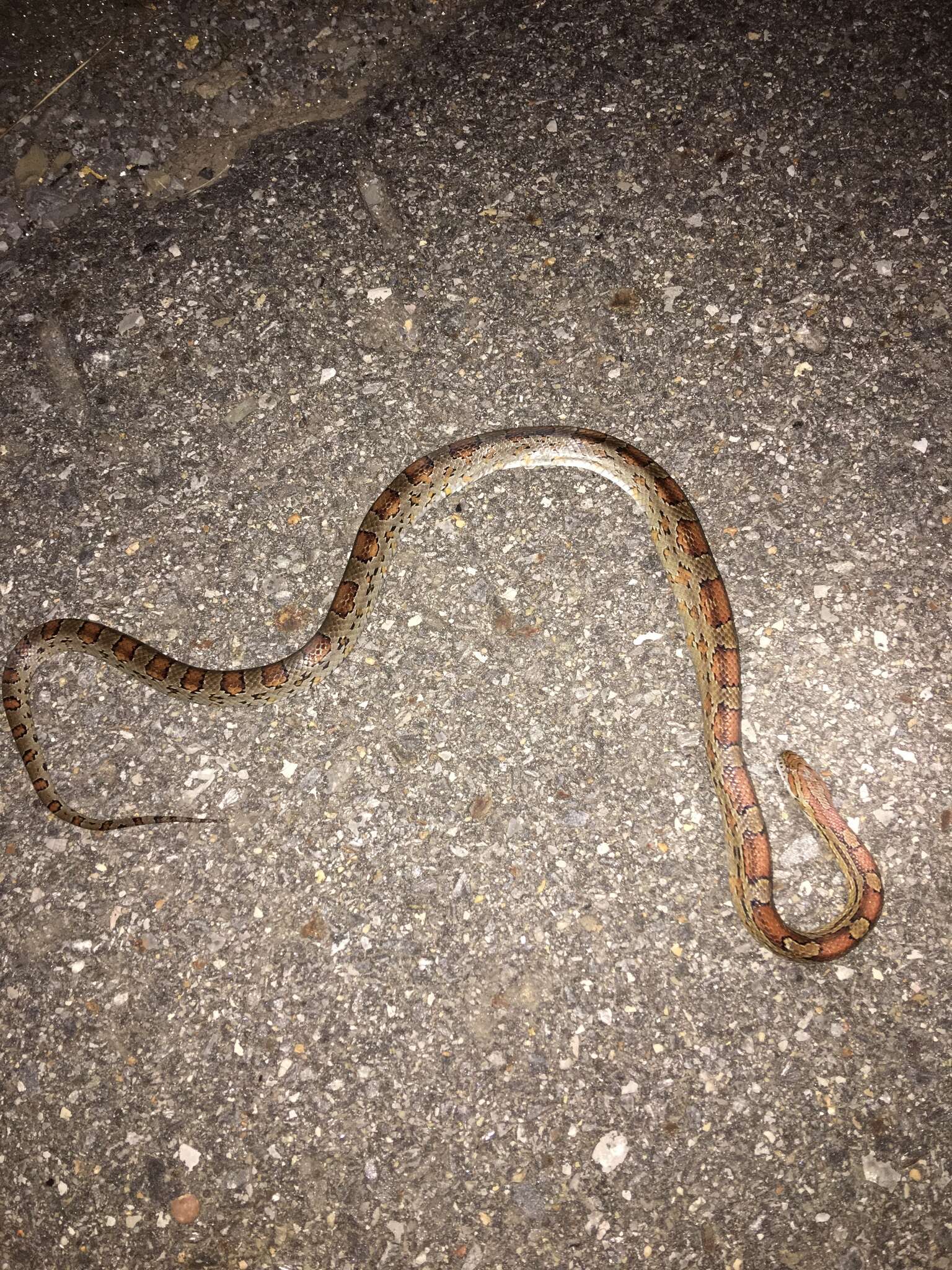 Image of Corn Snake