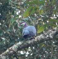 Image of Columba vitiensis halmaheira (Bonaparte 1855)