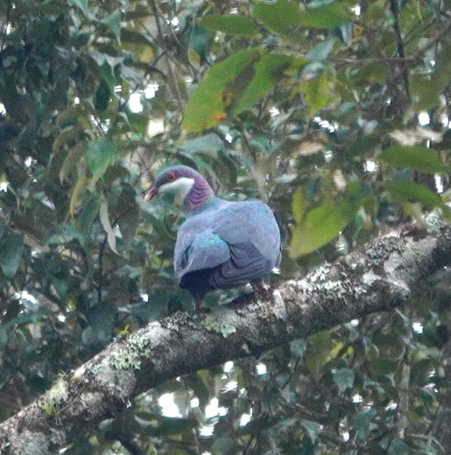 صورة Columba vitiensis halmaheira (Bonaparte 1855)