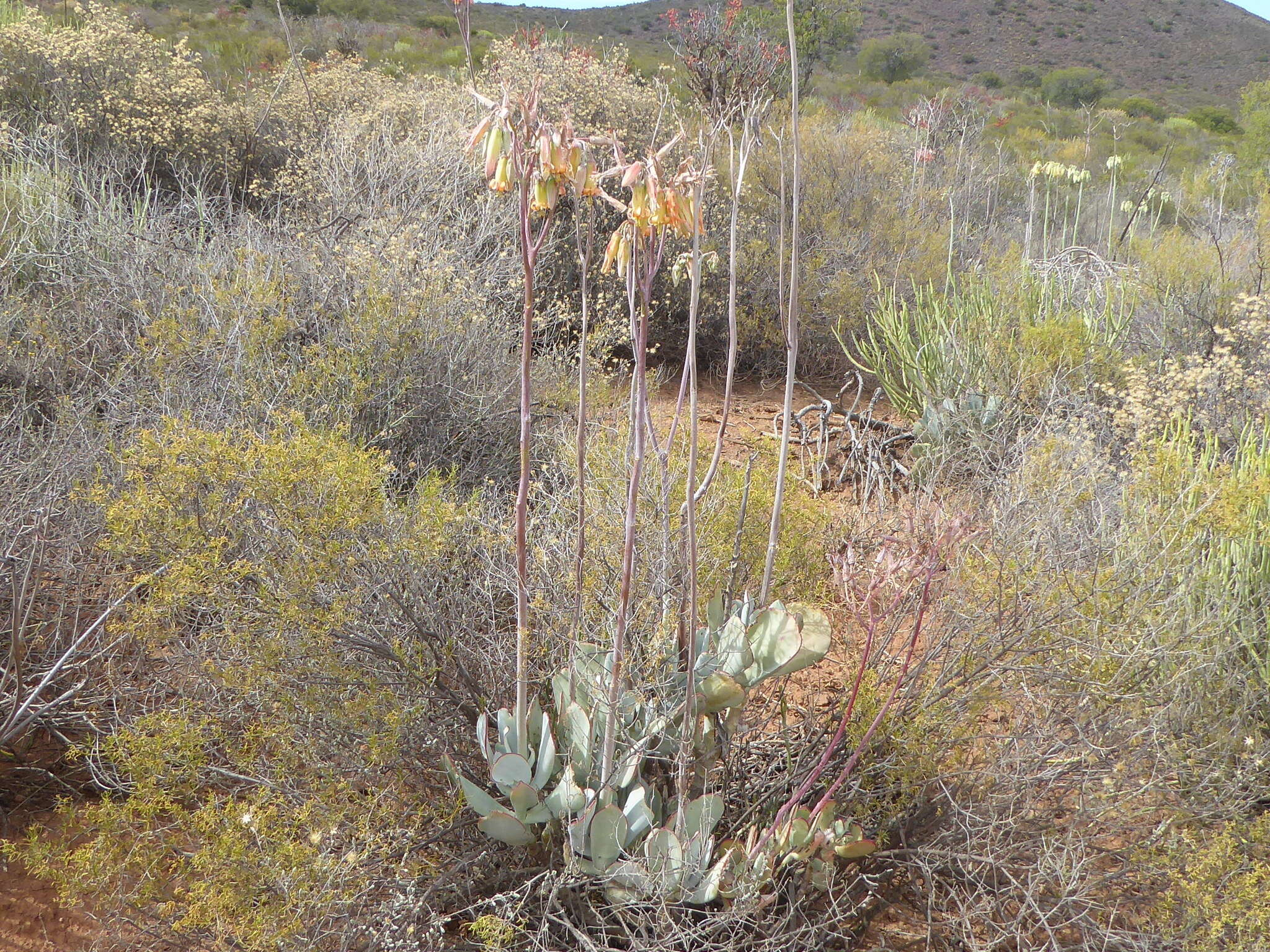 Image of Cotyledon orbiculata var. spuria (L.) Tölken