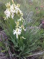 Imagem de Astragalus sheldonii (Rydb.) Barneby