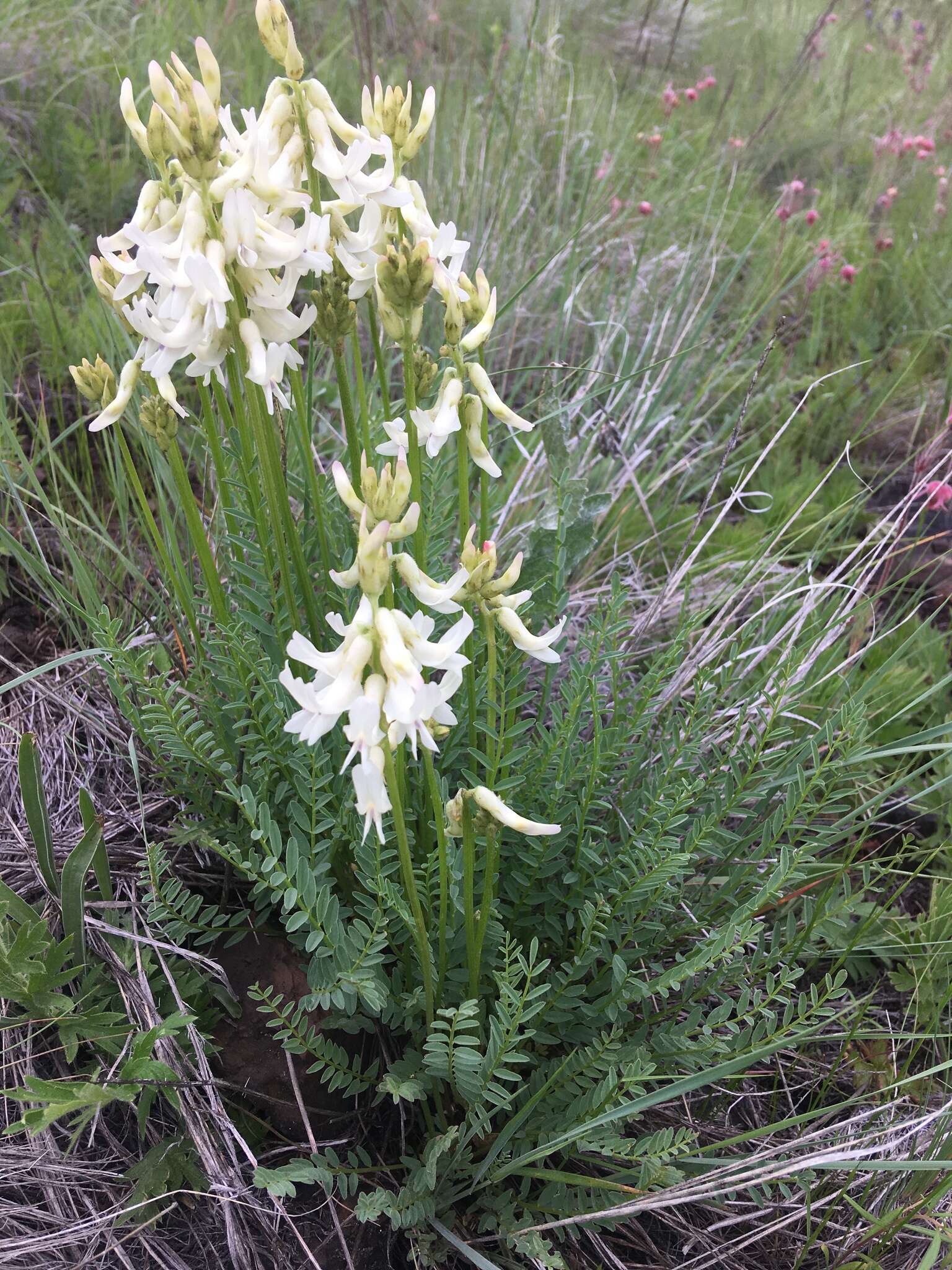 Imagem de Astragalus sheldonii (Rydb.) Barneby