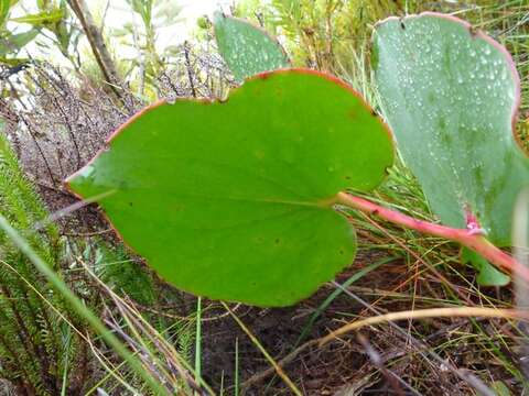 Image of Protea cordata Thunb.