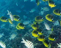 Image of Halfmoon Butterflyfish