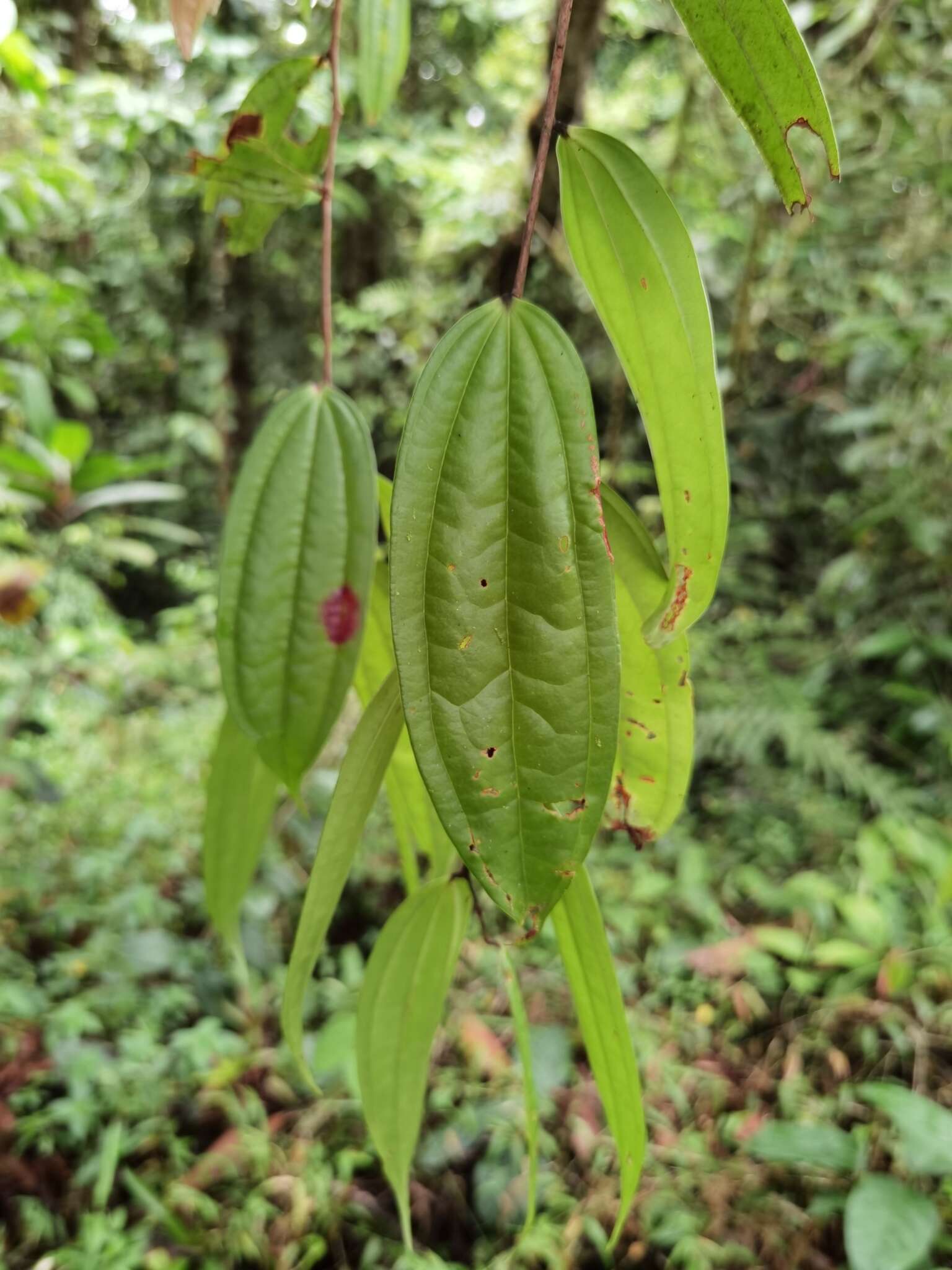 Image of Thibaudia costaricensis Hørold