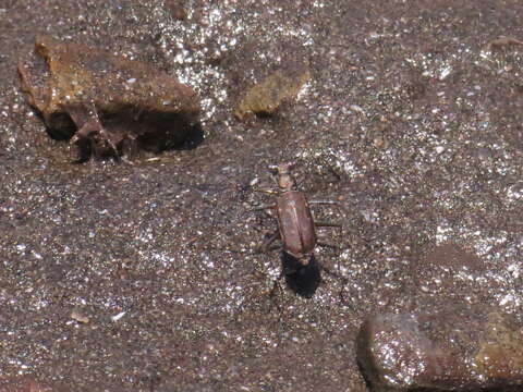 Image of Cicindela (Cicindelidia) longicornis W. Horn 1913