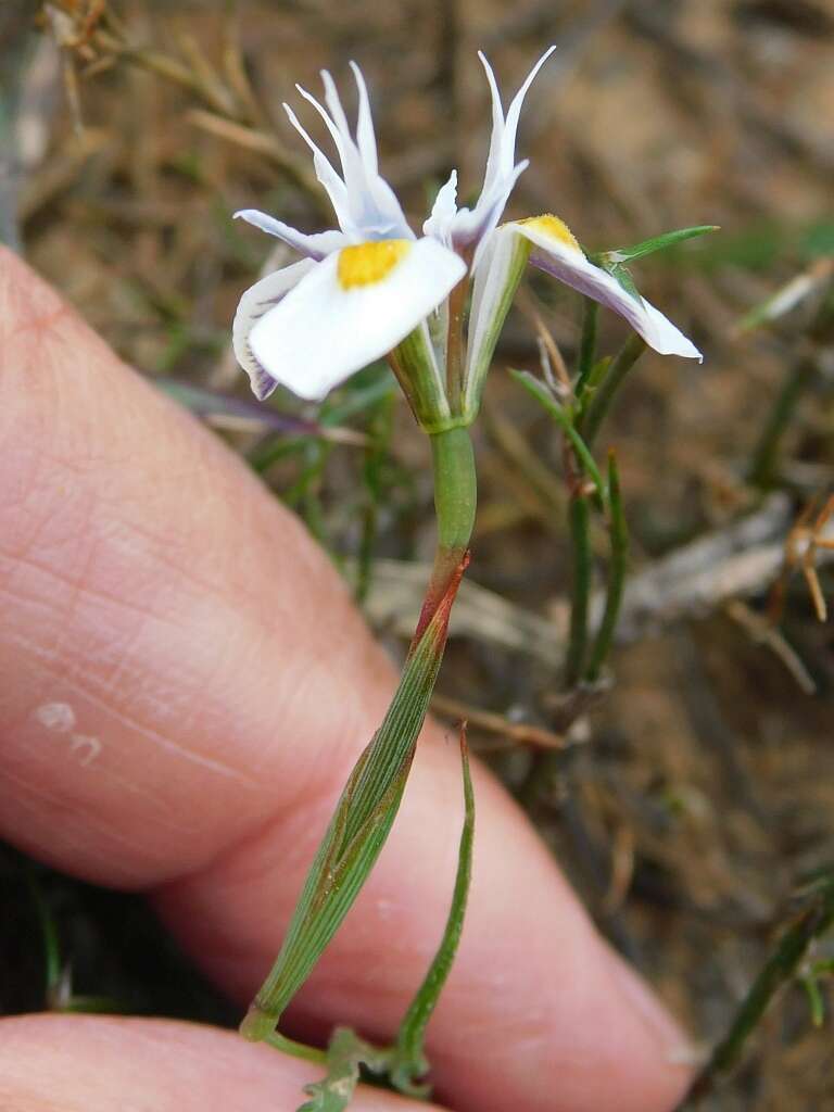 Plancia ëd Moraea fergusoniae L. Bolus