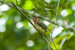 Image of Bornean Brown Barbet