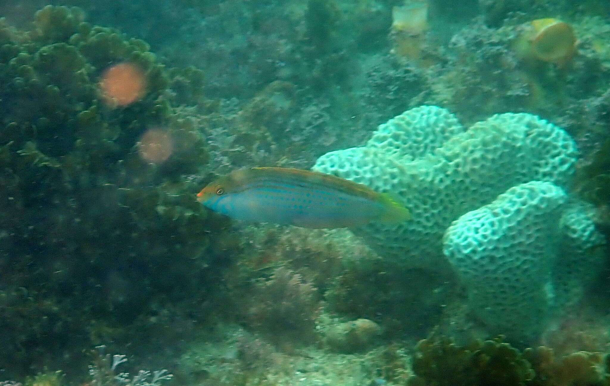 Image of Rainbow Slender Wrasse