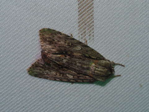 Image of <i>Acronicta denticulata</i>