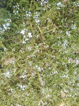 Plancia ëd Myosotis stolonifera (DC.) Leresche & Levier