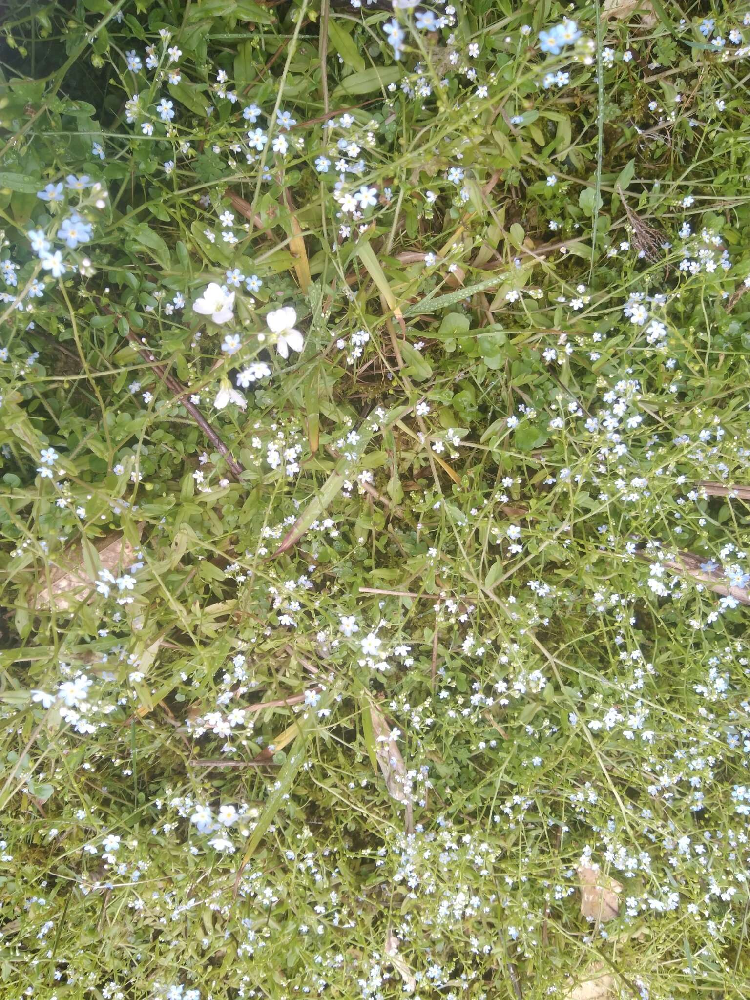 Image of Myosotis stolonifera (DC.) Leresche & Levier