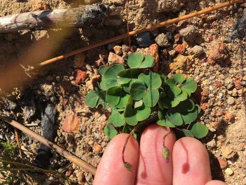 Image of Oxalis commutata Sond.