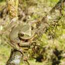 Imagem de Gastrotheca splendens (Schmidt 1857)