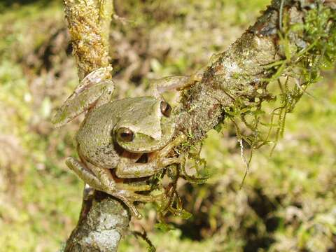 Image of Gastrotheca splendens (Schmidt 1857)