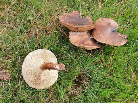 Image of Tricholoma batschii Gulden 1969