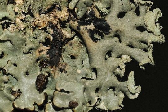 Image of tube lichen