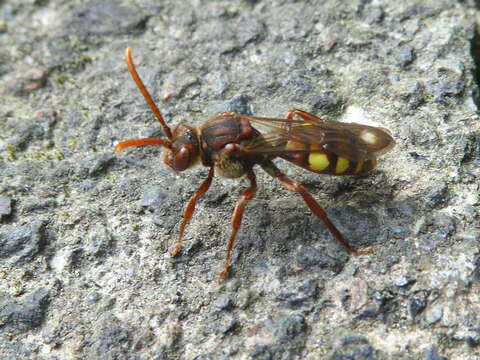 Image of Nomada flava Panzer 1798