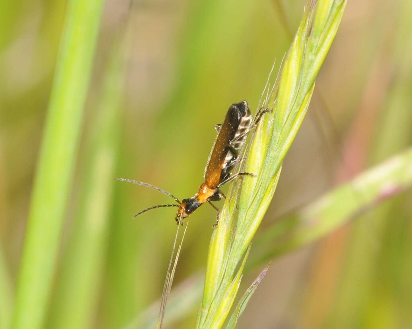 Слика од Podabrus cavicollis