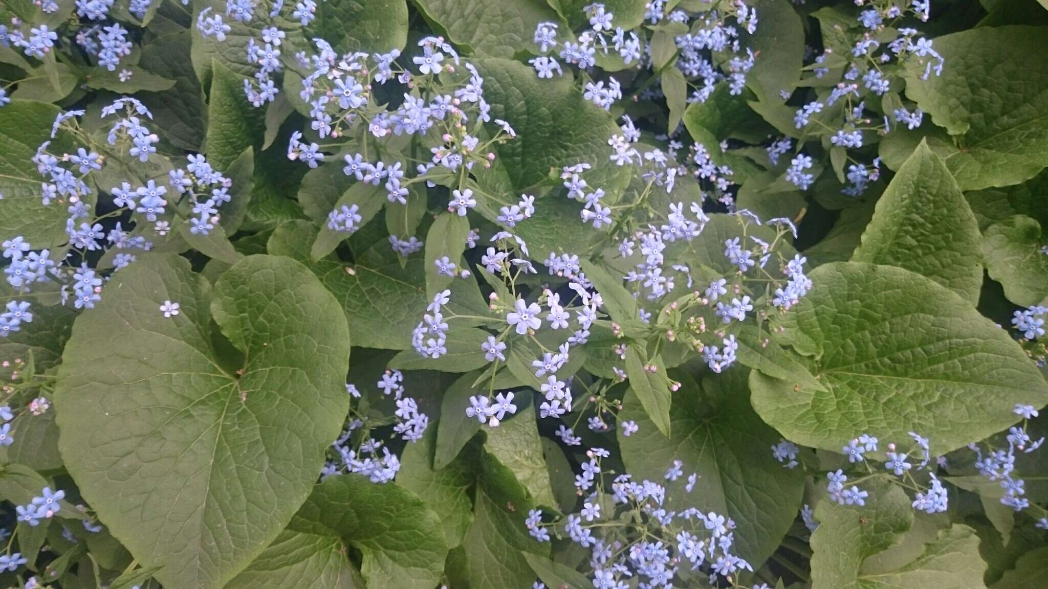 Plancia ëd Brunnera sibirica Stev.