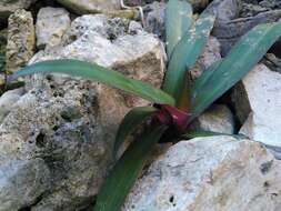 Image of Boat-Lily