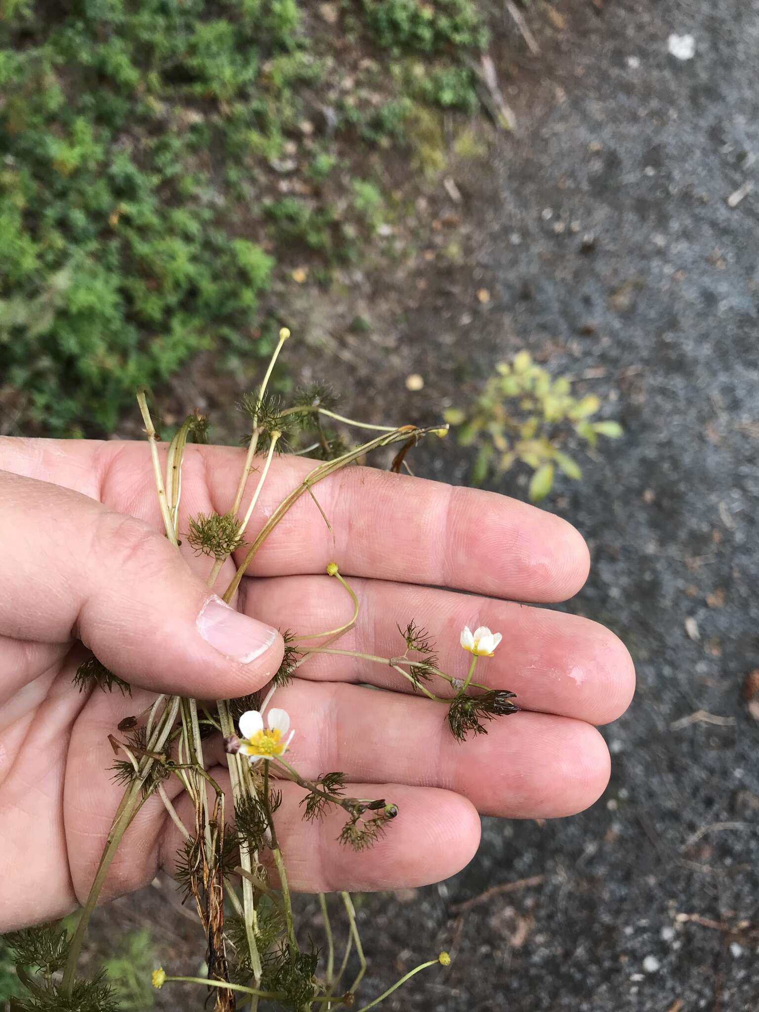 Ranunculus longirostris Godr.的圖片