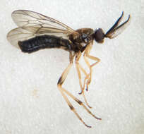 Image of Rachicerus obscuripennis (Loew 1863)