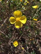 Image of tree poppy