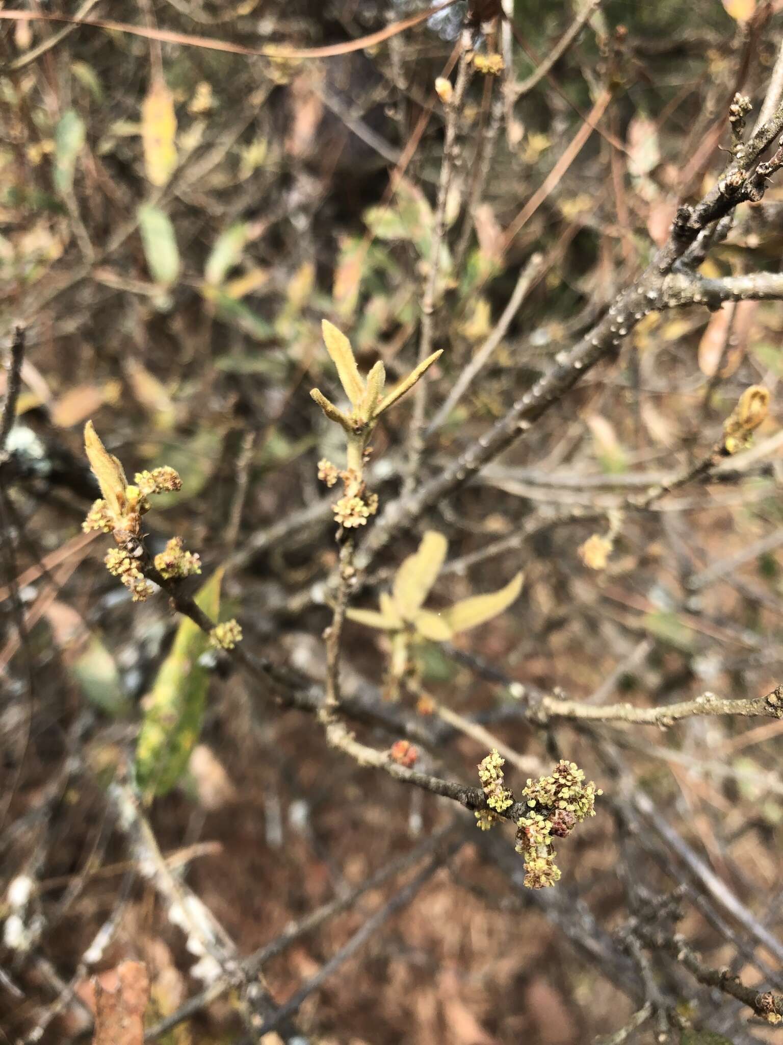 Image of Quercus castanea Née