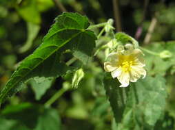 Image of smooth fanpetals