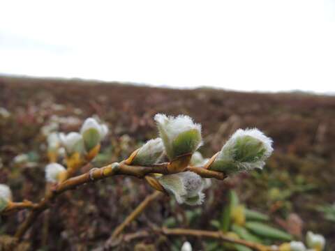 Image of Salix reptans Rupr.