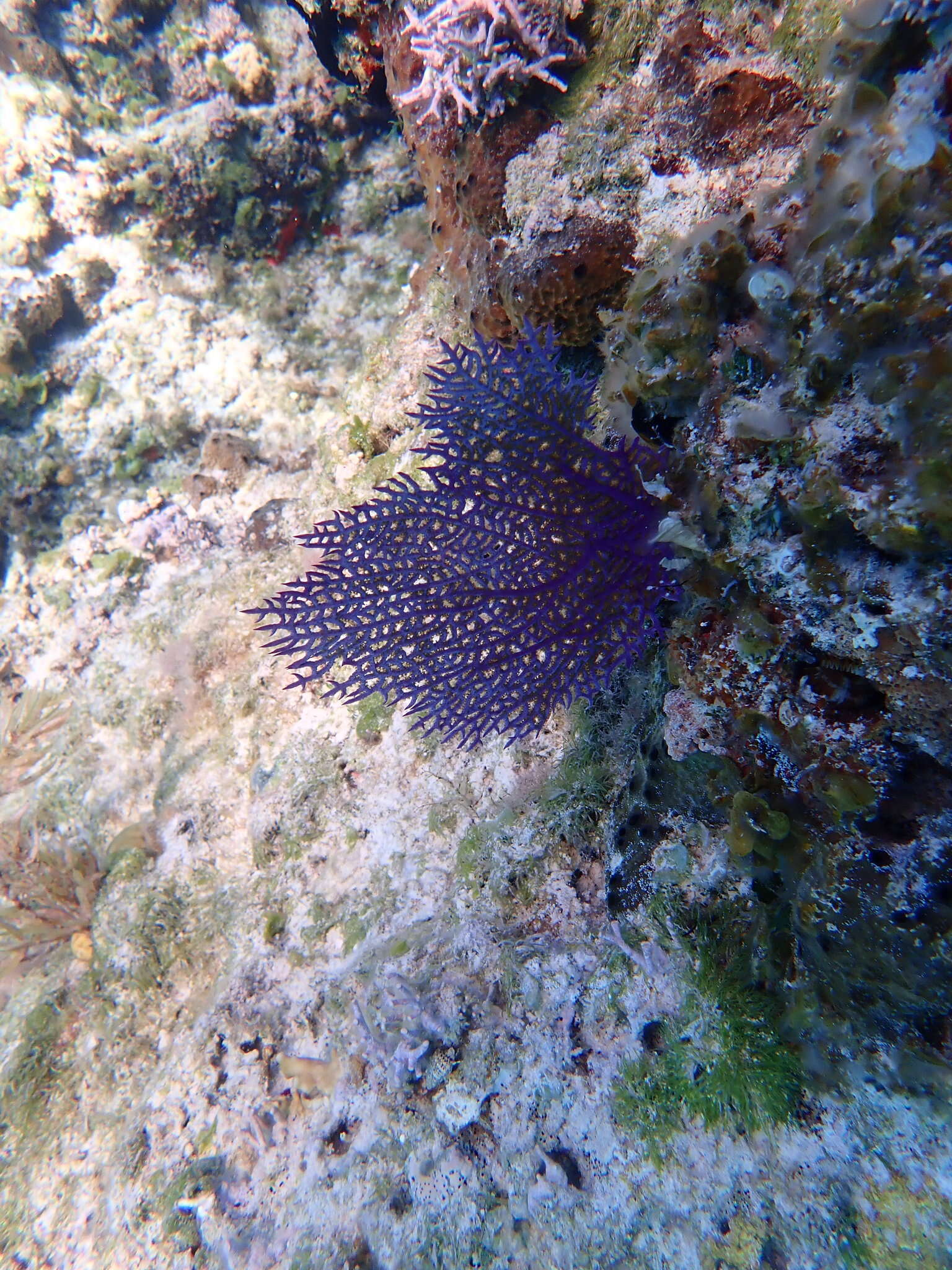 Image of Caribbean sea fan