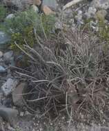 Image of Chihuahuan Fishhook Cactus