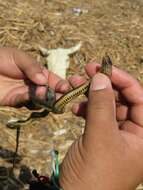 Image of Two-spotted Snake