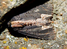 Image de Dypterygia rozmani Berio