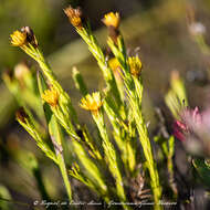 Image of Oedera pungens subsp. pungens