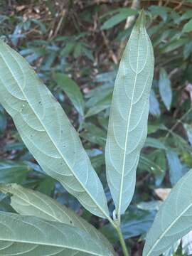 Lasianthus chlorocarpus K. Schum. resmi