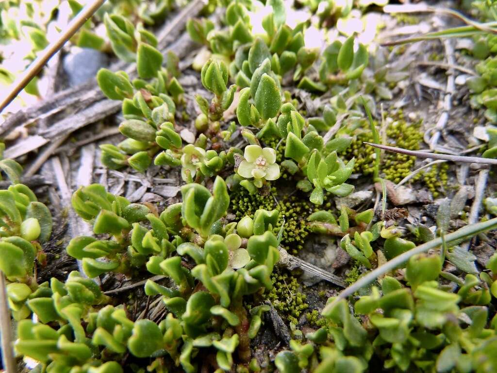 Image of Muehlenbeckia volcanica (Benth.) Endlicher