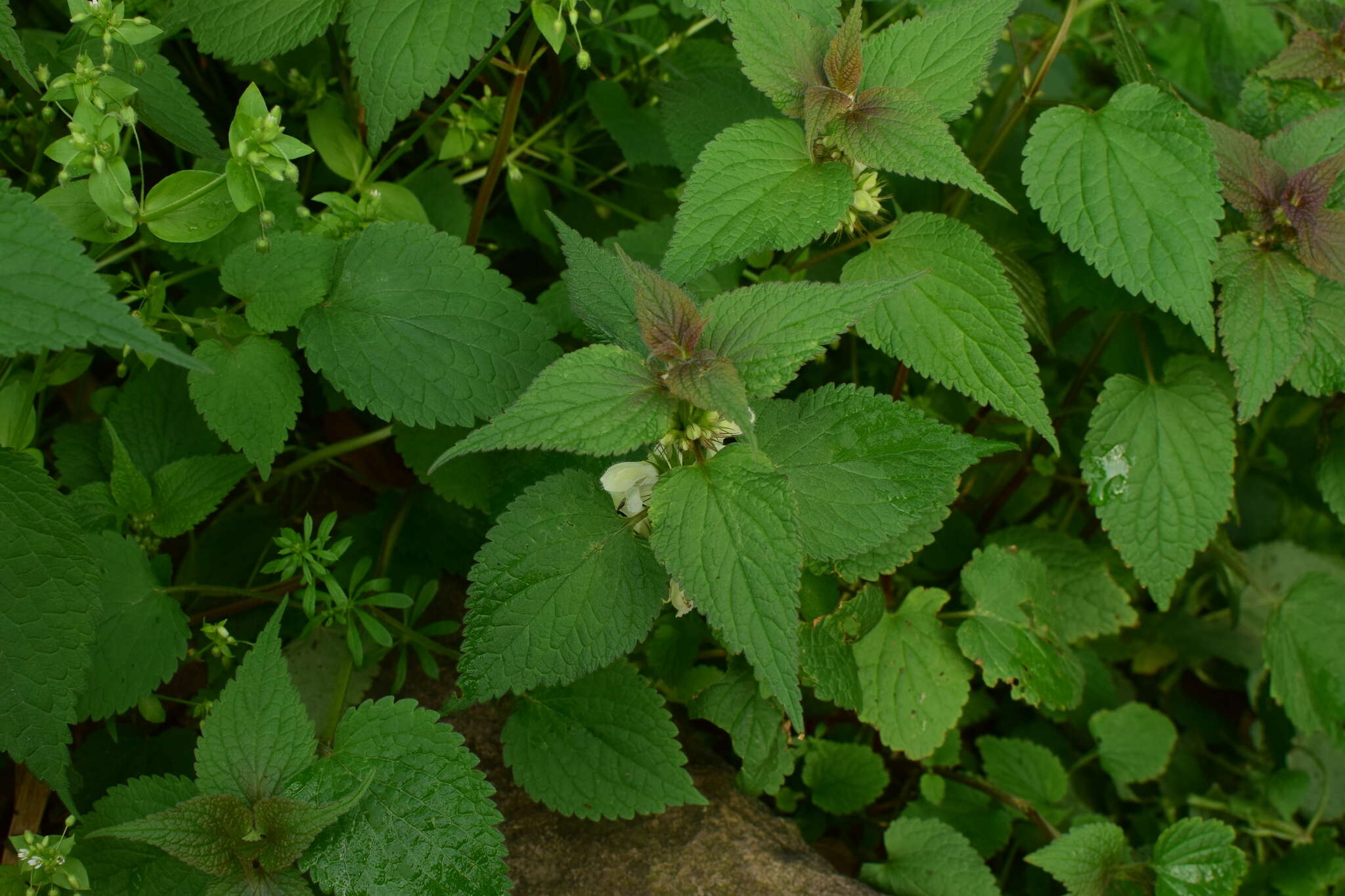 Image of Lamium album subsp. barbatum (Siebold & Zucc.) Mennema