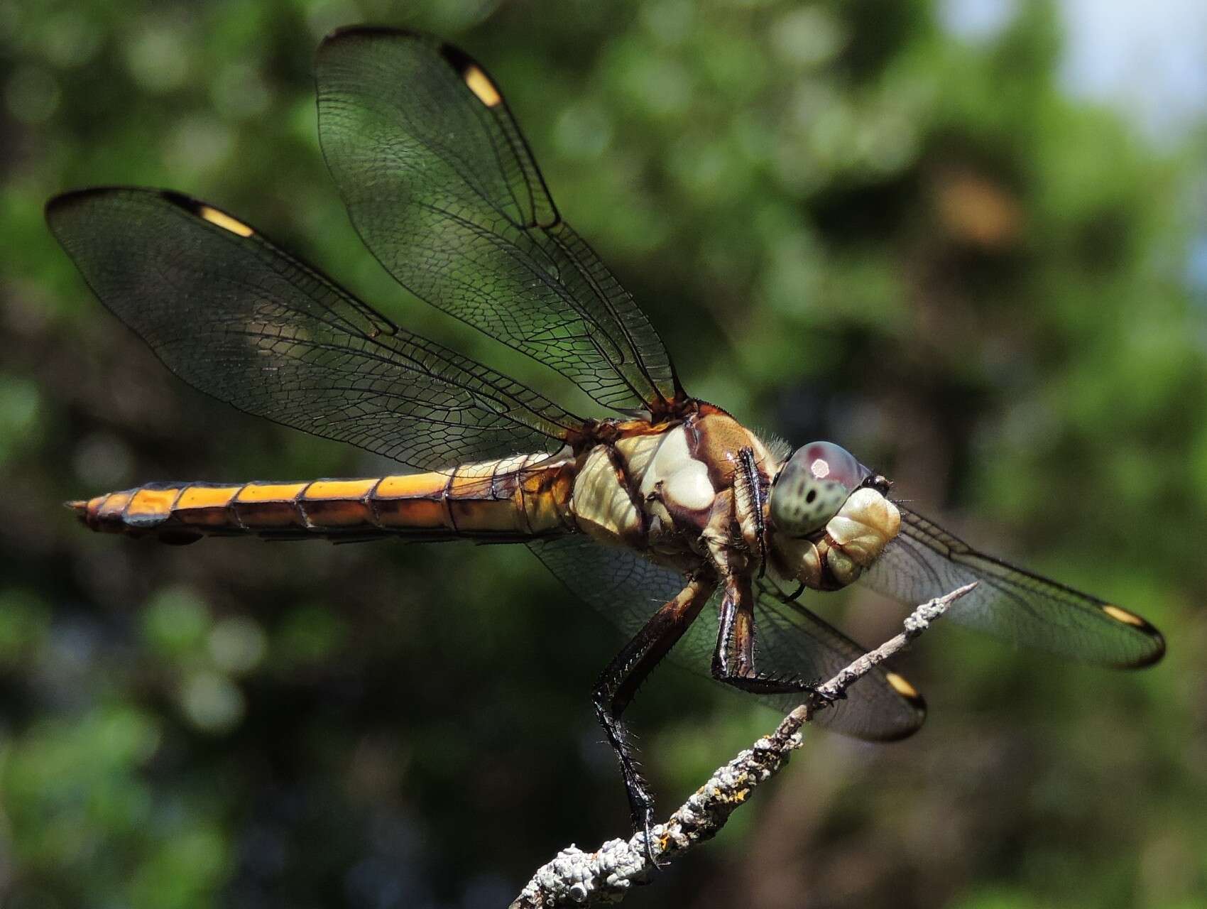 Image of Comanche Skimmer