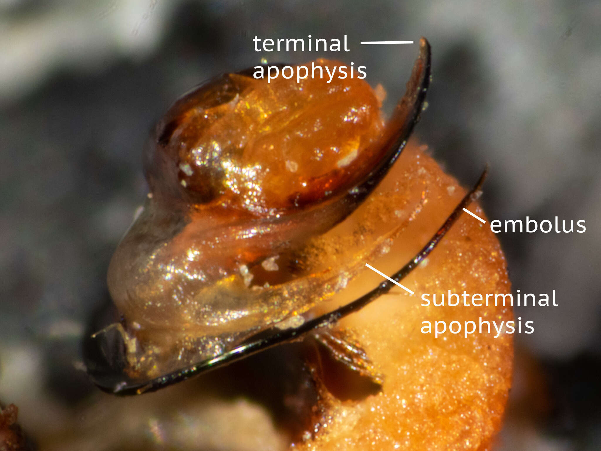 Image of Tasmanicosa godeffroyi (L. Koch 1865)