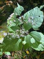 Image of Ageratina roanensis